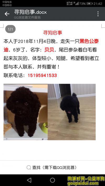 【南京找狗】，江宁莱茵东郡附近走丢6岁黑公泰迪，体型较小，它是一只非常可爱的宠物狗狗，希望它早日回家，不要变成流浪狗。