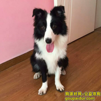 在上海长宁区天山路附近捡到边牧一只，它是一只非常可爱的宠物狗狗，希望它早日回家，不要变成流浪狗。