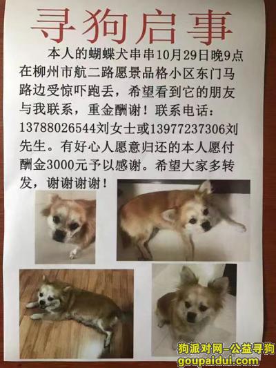 柳州丢狗，柳州市航二路愿景品格小区酬谢三千元寻找蝴蝶犬，它是一只非常可爱的宠物狗狗，希望它早日回家，不要变成流浪狗。