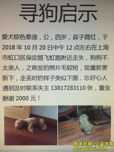上海找狗，寻棕色泰迪，公，2018年10月20日走失于虹口区保定路飞虹路附近，它是一只非常可爱的宠物狗狗，希望它早日回家，不要变成流浪狗。