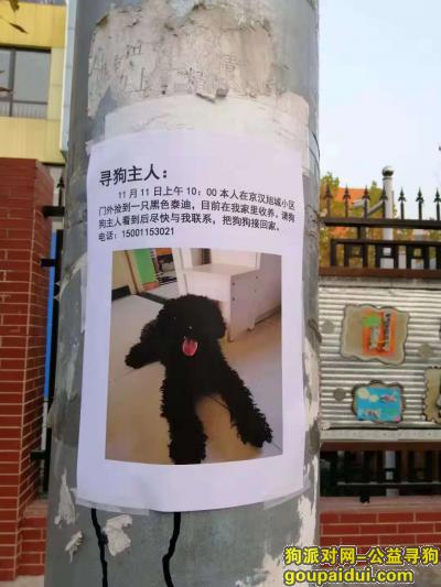 【北京找狗】，石景山区捡到黑色泰迪一只，它是一只非常可爱的宠物狗狗，希望它早日回家，不要变成流浪狗。