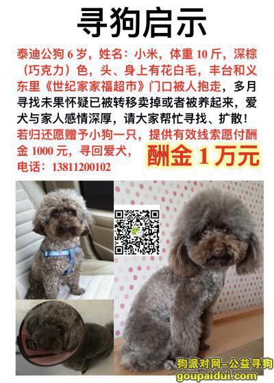 【北京找狗】，#北京丰台寻狗#万元寻巧克力色泰迪成犬公狗，它是一只非常可爱的宠物狗狗，希望它早日回家，不要变成流浪狗。