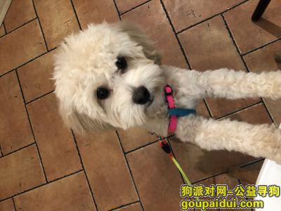 徐州找狗，一只奶白色的泰迪在徐州师范步行街走丢，它是一只非常可爱的宠物狗狗，希望它早日回家，不要变成流浪狗。