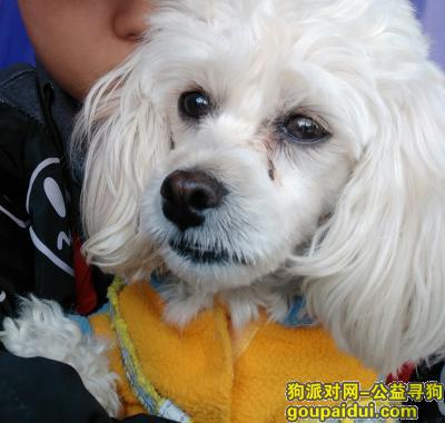 【武汉找狗】，本人于11月14日丢失一只白色比熊，在武昌红旗欣居B区这边，它是一只非常可爱的宠物狗狗，希望它早日回家，不要变成流浪狗。