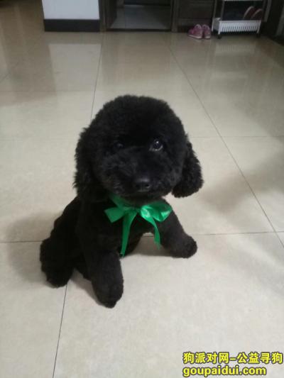 【北京找狗】，寻狗启事黑色泰迪身穿黄色衣服，它是一只非常可爱的宠物狗狗，希望它早日回家，不要变成流浪狗。
