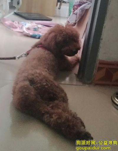 【深圳找狗】，梅林关民乐老村丢失泰迪犬，它是一只非常可爱的宠物狗狗，希望它早日回家，不要变成流浪狗。