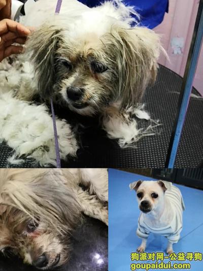 【深圳捡到狗】，福田保税区捡到西施串串一只，它是一只非常可爱的宠物狗狗，希望它早日回家，不要变成流浪狗。