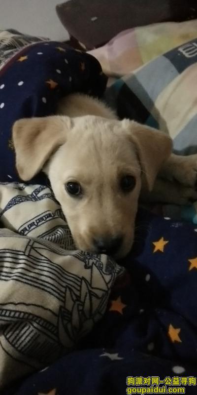 丢失一条奶白色拉布拉多两个多月的幼犬，它是一只非常可爱的宠物狗狗，希望它早日回家，不要变成流浪狗。
