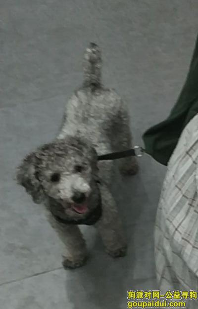 【深圳找狗】，11.16日在西乡坪洲丢失灰色贵宾犬，它是一只非常可爱的宠物狗狗，希望它早日回家，不要变成流浪狗。