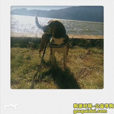 比格犬海埂公园走失！有一个绿色马甲！上面写了police dog，它是一只非常可爱的宠物狗狗，希望它早日回家，不要变成流浪狗。