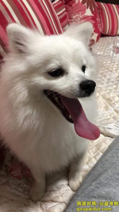 【南宁捡到狗】，南宁市百花岭路白色博美，它是一只非常可爱的宠物狗狗，希望它早日回家，不要变成流浪狗。