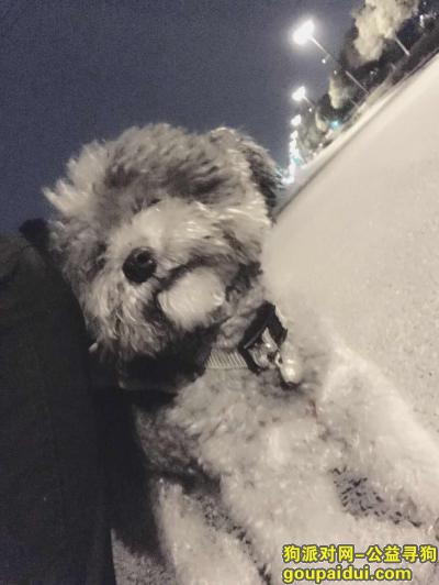 我的灰色泰迪丢了在浦江镇附近遗失，它是一只非常可爱的宠物狗狗，希望它早日回家，不要变成流浪狗。