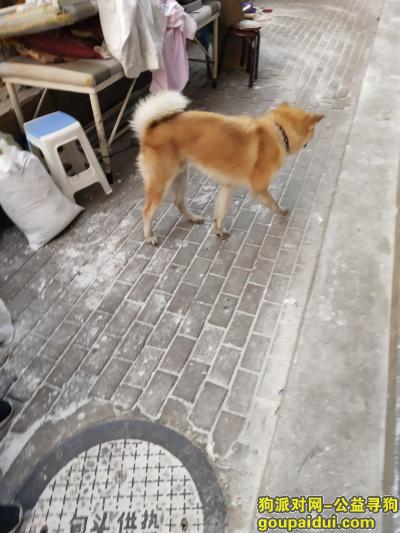 捡到秋田犬，日本秋田犬寻找亲爱的主人，它是一只非常可爱的宠物狗狗，希望它早日回家，不要变成流浪狗。