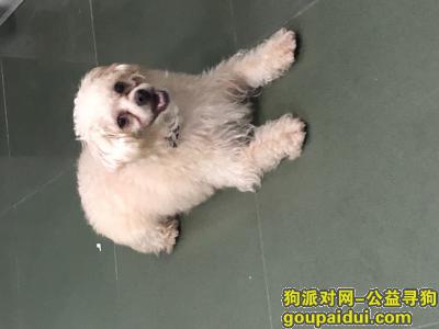 广州寻狗主人，越秀区东风西路国际银行中心，它是一只非常可爱的宠物狗狗，希望它早日回家，不要变成流浪狗。