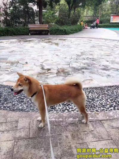 【广州找狗】，广东广州番禺区寻找柴犬-已找到，它是一只非常可爱的宠物狗狗，希望它早日回家，不要变成流浪狗。