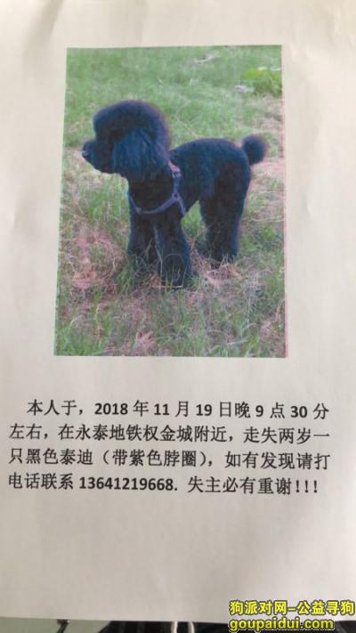 海淀区清河永泰地铁站附近丢失黑色泰迪，它是一只非常可爱的宠物狗狗，希望它早日回家，不要变成流浪狗。