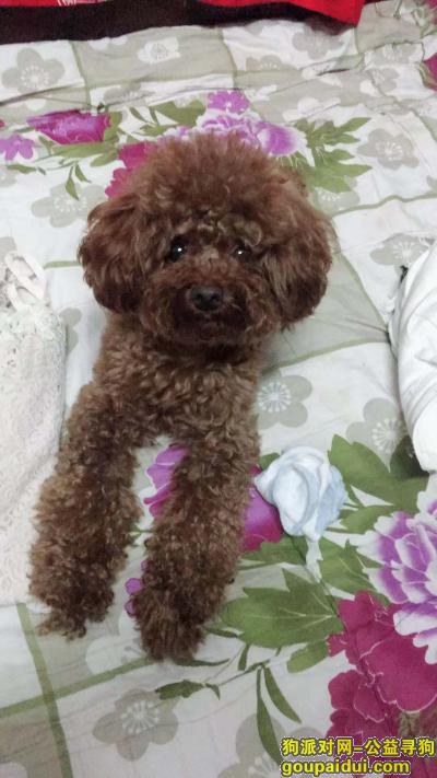 【上海找狗】，上海市金山区张堰镇东风新村22号楼丢失一只红棕色雄性泰迪，它是一只非常可爱的宠物狗狗，希望它早日回家，不要变成流浪狗。