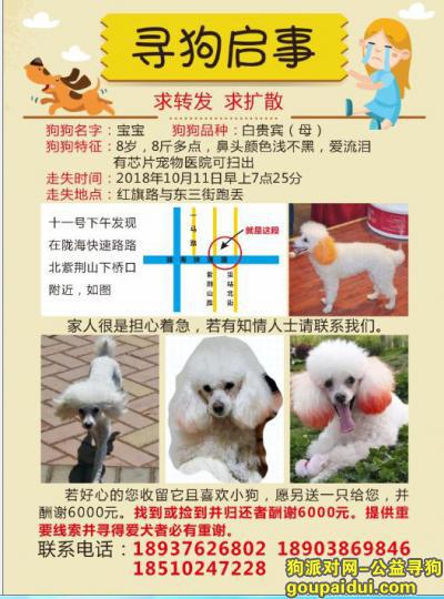 【郑州找狗】，8岁短尾白贵宾母8斤30公分长，它是一只非常可爱的宠物狗狗，希望它早日回家，不要变成流浪狗。