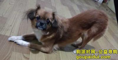 哈尔滨道理寻找串串狗母狗安好，它是一只非常可爱的宠物狗狗，希望它早日回家，不要变成流浪狗。