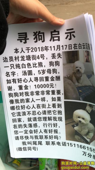 广州白云区万元寻爱宠.   此生唯一，它是一只非常可爱的宠物狗狗，希望它早日回家，不要变成流浪狗。