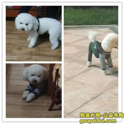 求爱心人帮帮忙找我的白色比熊，它是一只非常可爱的宠物狗狗，希望它早日回家，不要变成流浪狗。