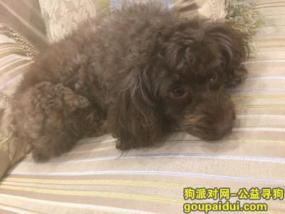 宝山区祁连山路这块2018/11/20号捡到这只狗狗！快来看看是不是你家的小宝贝，它是一只非常可爱的宠物狗狗，希望它早日回家，不要变成流浪狗。
