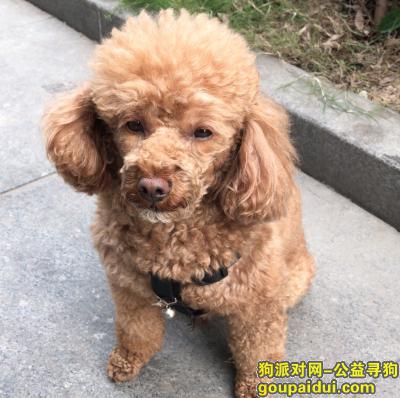 【南京找狗】，11月22日晚上7点左右在亚都大厦附近走丢泰迪一只，它是一只非常可爱的宠物狗狗，希望它早日回家，不要变成流浪狗。