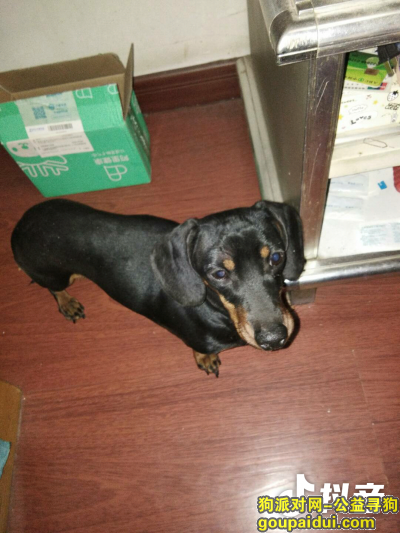 哈尔滨寻狗启示，谁家的宝贝丢了，腊肠狗，它是一只非常可爱的宠物狗狗，希望它早日回家，不要变成流浪狗。