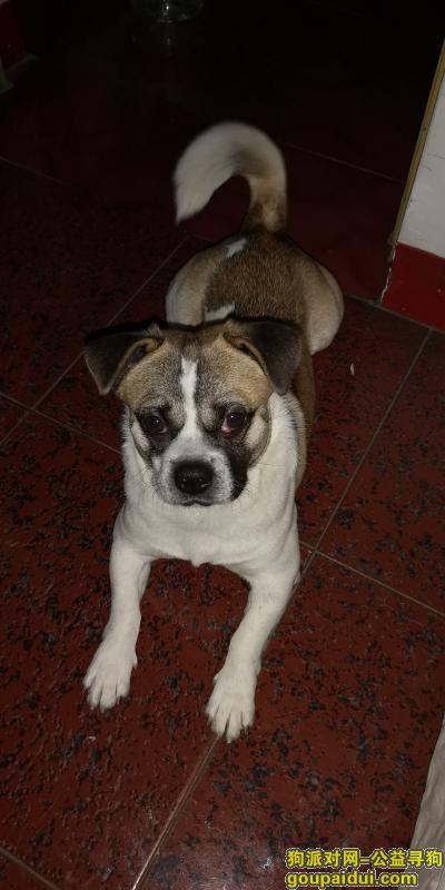 【吉林找狗】，寻找白底黄花的串串狗，它是一只非常可爱的宠物狗狗，希望它早日回家，不要变成流浪狗。
