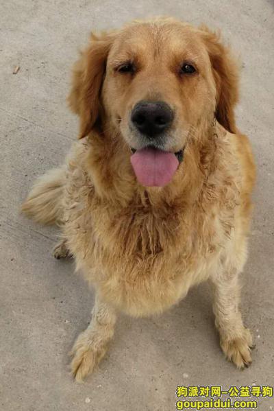 【天津找狗】，寻找金毛爱犬，7岁，母狗，它是一只非常可爱的宠物狗狗，希望它早日回家，不要变成流浪狗。