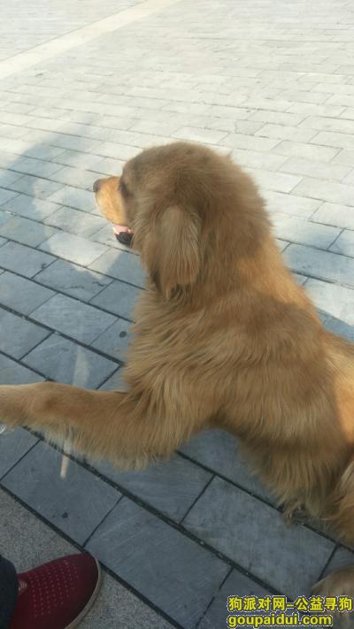 潍坊找狗主人，捡到金毛一只，耳朵有毛病，找主人，它是一只非常可爱的宠物狗狗，希望它早日回家，不要变成流浪狗。