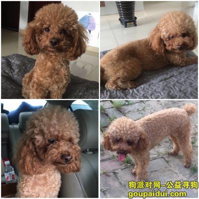 【北京找狗】，急寻爱犬：醋宝，快点回家！，它是一只非常可爱的宠物狗狗，希望它早日回家，不要变成流浪狗。
