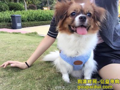 广州寻狗，海珠区庄头公园遗失爱犬，它是一只非常可爱的宠物狗狗，希望它早日回家，不要变成流浪狗。