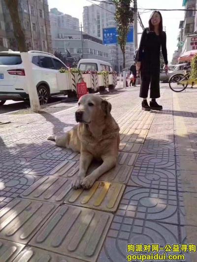 丹霞路 老金毛 应该是走丢了，它是一只非常可爱的宠物狗狗，希望它早日回家，不要变成流浪狗。