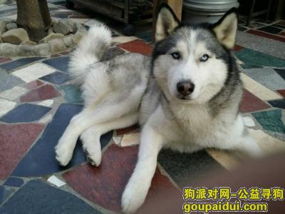 【北京找狗】，万元寻九岁半哈士奇绝育公狗，它是一只非常可爱的宠物狗狗，希望它早日回家，不要变成流浪狗。