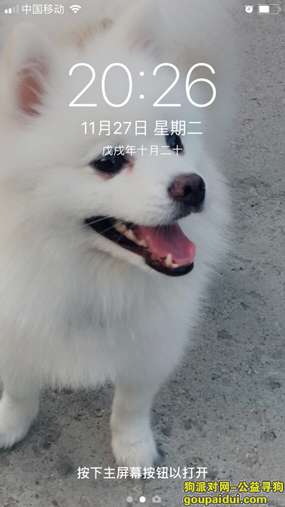 【寻爱犬】白色博美11月21日于西安市测绘局附近走失。，它是一只非常可爱的宠物狗狗，希望它早日回家，不要变成流浪狗。