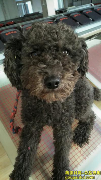 11月28日 下午二点在古田一路 长云路走丢，它是一只非常可爱的宠物狗狗，希望它早日回家，不要变成流浪狗。