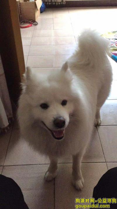 萨摩耶丢失，请大家帮忙寻找，它是一只非常可爱的宠物狗狗，希望它早日回家，不要变成流浪狗。