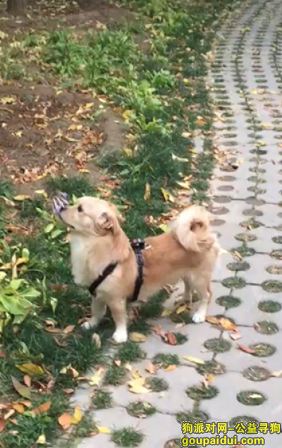 【北京找狗】，豆豆被好心人和救助群发现，已找回，它是一只非常可爱的宠物狗狗，希望它早日回家，不要变成流浪狗。