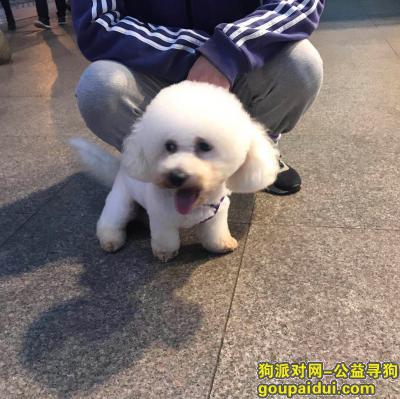 沙坪坝重庆大学B区2018.11.20捡到白色比熊弟弟，有个蓝色项圈的铃铛的，它是一只非常可爱的宠物狗狗，希望它早日回家，不要变成流浪狗。
