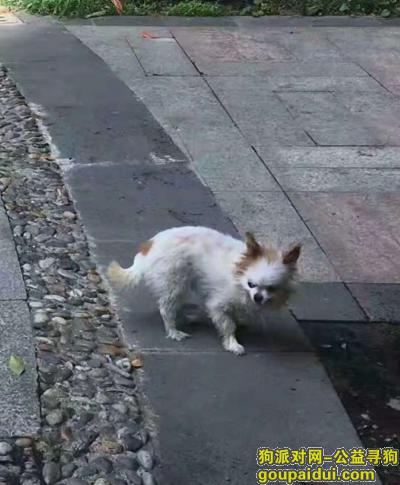【贵阳找狗】，贵阳市白云区寻狗启示，它是一只非常可爱的宠物狗狗，希望它早日回家，不要变成流浪狗。
