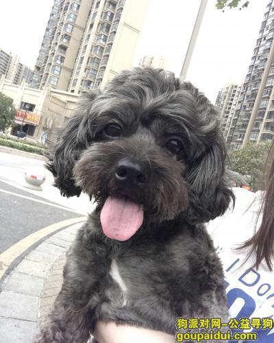 【南京找狗】，南京市雨花区丢失一只黑色泰迪！，它是一只非常可爱的宠物狗狗，希望它早日回家，不要变成流浪狗。