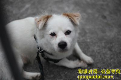【东莞找狗】，东莞常新公园附近遗失一只白色串串，它是一只非常可爱的宠物狗狗，希望它早日回家，不要变成流浪狗。