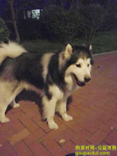 昆明寻找黑白色阿拉斯加，它是一只非常可爱的宠物狗狗，希望它早日回家，不要变成流浪狗。