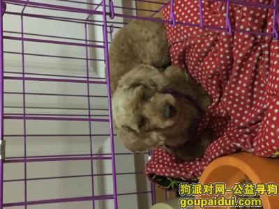 【北京捡到狗】，北京泰迪寻主！盼狗主领回！，它是一只非常可爱的宠物狗狗，希望它早日回家，不要变成流浪狗。