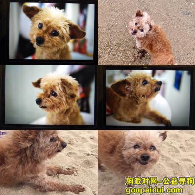 重金寻狗，9月23日于北京宣武牛街培育胡同丢失（怀疑被人抱走）9岁迷你型泰迪，它是一只非常可爱的宠物狗狗，希望它早日回家，不要变成流浪狗。