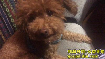 徐州找狗，12月7日世贸东都丢失一条棕色泰迪，1岁，母的，体型胖 重谢2000元！，它是一只非常可爱的宠物狗狗，希望它早日回家，不要变成流浪狗。