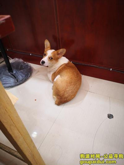 【长沙找狗】，浏阳市浏金水岸小区对面的老小区寻狗启示，它是一只非常可爱的宠物狗狗，希望它早日回家，不要变成流浪狗。