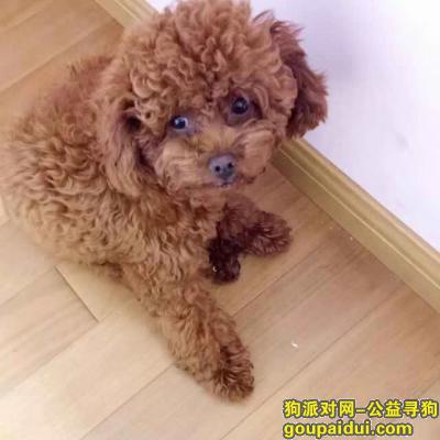 【上海找狗】，泰迪犬2018年11月29日走丢，它是一只非常可爱的宠物狗狗，希望它早日回家，不要变成流浪狗。