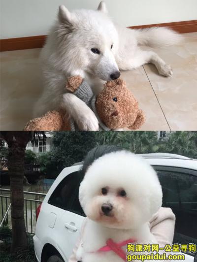 【重庆找狗】，于重庆中航mytown走失两只狗狗，它是一只非常可爱的宠物狗狗，希望它早日回家，不要变成流浪狗。